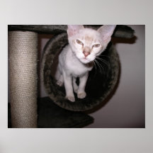 cute cat posters