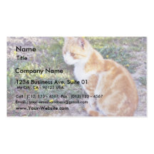 Cute Cat Sitting On The Path On The Garden Business Cards