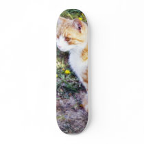 Cute Cat Sitting On The Path On The Garden Skate Board