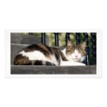Cute cat sleeping on stairs photo card