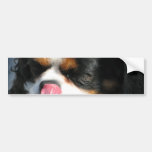 Cute Cavalier Spanial Dog  Bumper Stickers