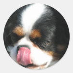 Cute Cavalier Spanial Dog  Stickers