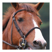 Cute Chestnut Horse Invitations