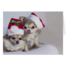 Cute chihuahuas Christmas Card