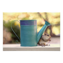 Cute Chipmunk and Watering Can Picture Photo