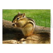 Cute Chipmunk Cards