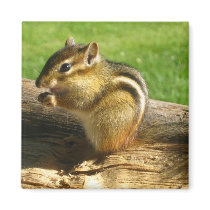 Cute Chipmunk Magnets