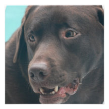Cute Chocolate Lab Announcements