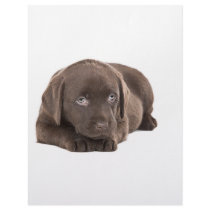 Cute Chocolate Labrador Puppy Personalized Letterhead