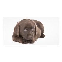 Cute Chocolate Labrador Puppy Personalized Photo Card
