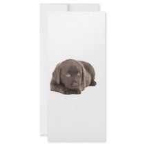 Cute Chocolate Labrador Puppy Rack Cards