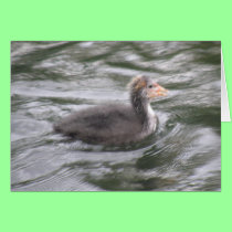 Cute Coot Chick on Choppy Waters Card cards
