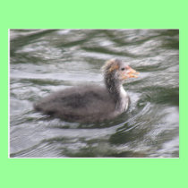 Cute Coot Chick on Choppy Waters Postcard postcards