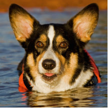 Cute Corgi Photo Cutout