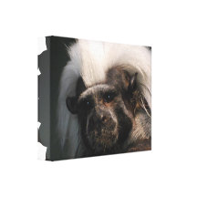 Cute Cotton Topped Tamarin Canvas Print