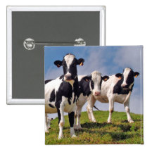 Cute cows Button