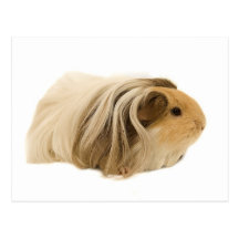 Cute Cuddly Cavy Post Card
