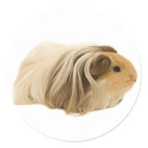 Cute Cavies