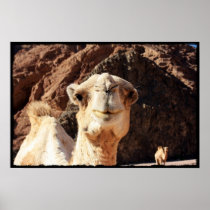 Cute Curious Camel Print