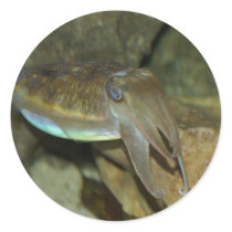 Cute Cuttlefish Sticker