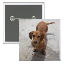 Cute Dachshund Collection Button