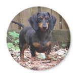 Cute dachshund magnet