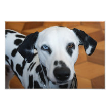Cute Dalmatian Photo