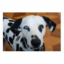 Cute Dalmatian Photo Cut Outs