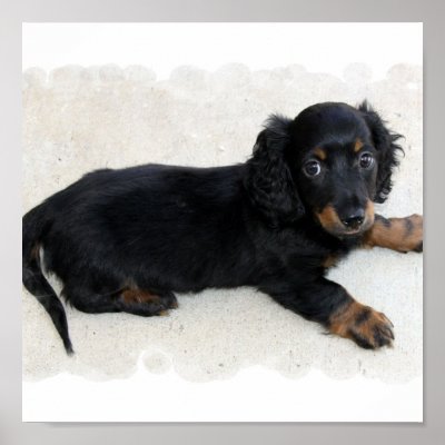 Cute Daschund Poster by DogPoundGifts