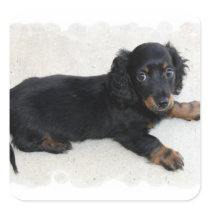 Cute Daschund Sticker