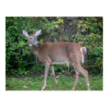 Cute Deer Looking Behind In Front Of Green Plants Postcards