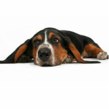 cute dog photo cutout