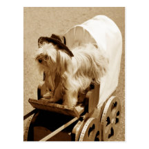 Cute Dog wearing hat and bandana Postcards