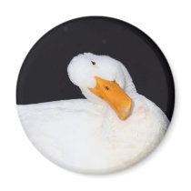 Cute Duck Magnets