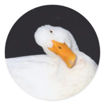 Cute Duck Stickers
