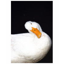 Cute Duck T Shirt