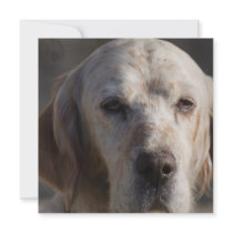 Cute English Setter Invitations