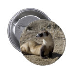 Cute Ferret Lover Tees and Gifts Buttons
