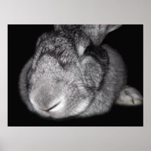 Cute Flemish Giant Nose Close-Up Posters