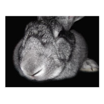 Cute Flemish Giant Some Bunny Loves You! Postcard