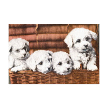 cute fluffy puppies gallery wrapped canvas