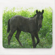 Cute Foal Mouse Pads