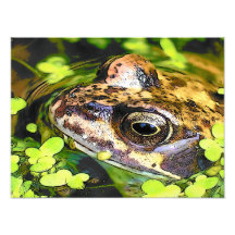 CUTE FROG ART PHOTO