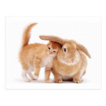cute_funny_animals_8  kitten bunny rabbit friends postcards