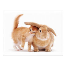cute_funny_animals_8  kitten bunny rabbit friends postcards