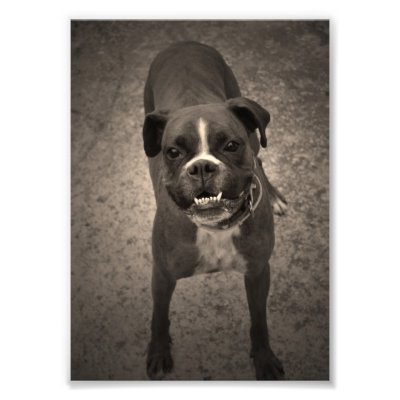 Cute Funny Boxer Dog Photo Print by NinchePhoto