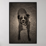 Cute Funny Boxer Dog Poster
