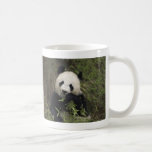 Cute Giant Panda Mugs