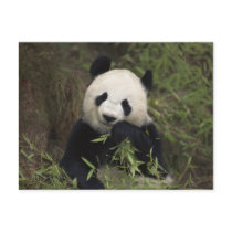 Cute Giant Panda Post Card