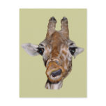 Cute Giraffe Gift Postcards